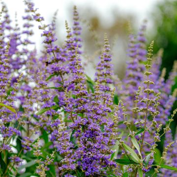 Mönchspfeffer (Vitex agnus castus) 