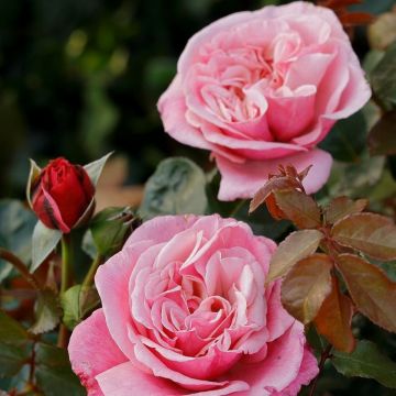 Nostalgie-Edelrose (Züchterrose) Wildberry