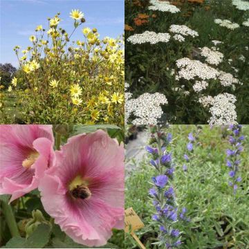 14 Pflanzen (Futter für Wildbienen) Mix