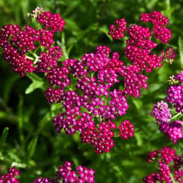 Schafgarbe (Achillea millefolium) Kirschkönigin / Cerise Queen