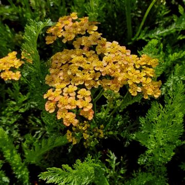 Schafgarbe  (Achillea millefolium) Milly Rock Yellow Terracotta