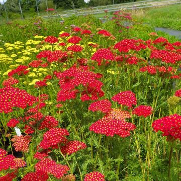 Schafgarbe (Achillea millefolium) Paprika