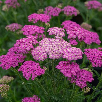 Schafgarbe
 ( Achillea millefolium) Pretty Belinda