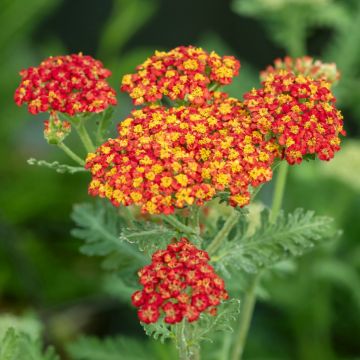 Schafgarbe (Achillea millefolium) Safran