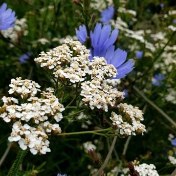 Schafgarbe (Achillea millefolium) Wildform