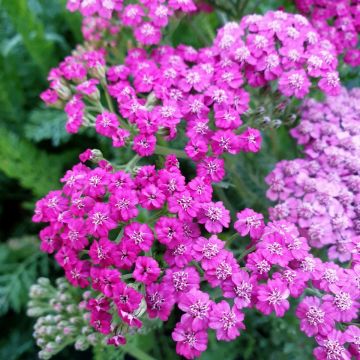 Schafgarbe (Achillea) TUTTI FRUTTI Pink Grapefruit