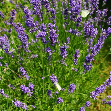 Lavendel (Lavandula angustifolia) Grosso Ornamental