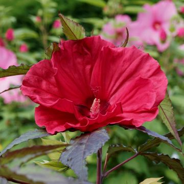 Riesen-Hibiskus (Hibiscus moscheutos) SUMMERIFIC Midnight Marvel®