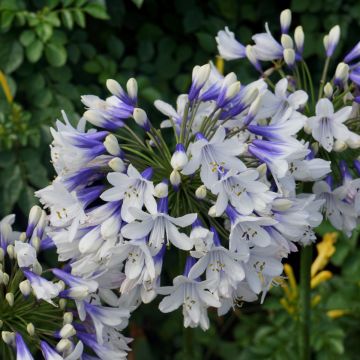 Schmuck-Lilie (Agapanthus africanus) Twister