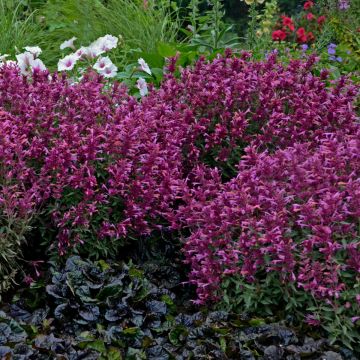 Duftnessel (Agastache) Rosie Posie