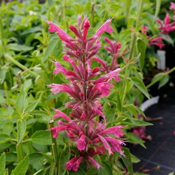 Duftnessel (Agastache mexicana) Red Fortune