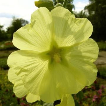 Stockrose (Alcea rosea) Sunshine