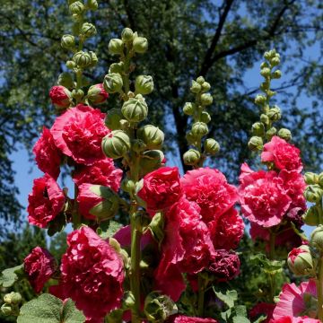 Stockrose (Alcea rosea plena) CHATERS Scarlet