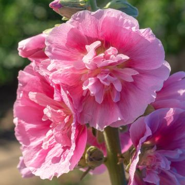 Stockrose (Alcea rosea plena) CHATERS Rose