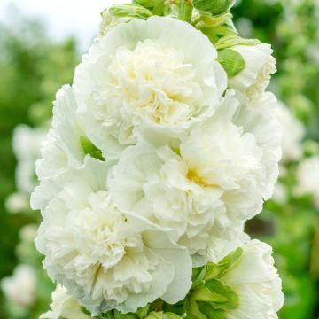 Stockrose (Alcea rosea plena) CHATERS White