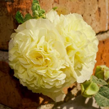 Stockrose (Alcea rosea plena ) CHATERS Yellow