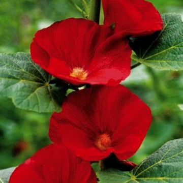 Stockrose (Alcea rosea) Mars Magic