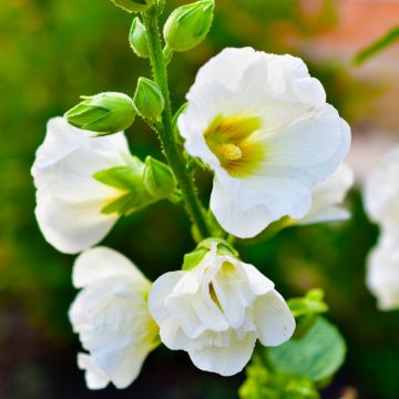 Stockrose (Alcea rosea) Polarstar