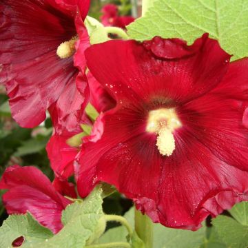 Feigenblättrige Stockrose (Alcea ficifolia) 