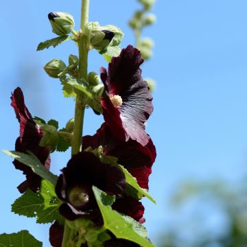 Stockrose (Alcea rosea var nigra) schwarz / einfach