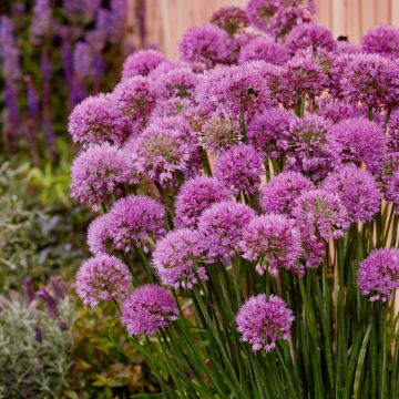 Berglauch (Allium senescens) Serendipity
