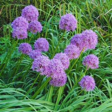 Riesenlauch / Kugellauch (Allium giganteum) 