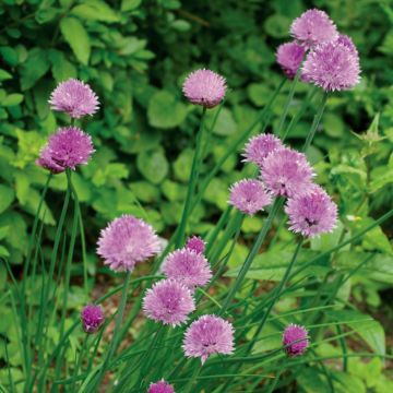 Schnittlauch (Allium schoenoprasum ) 