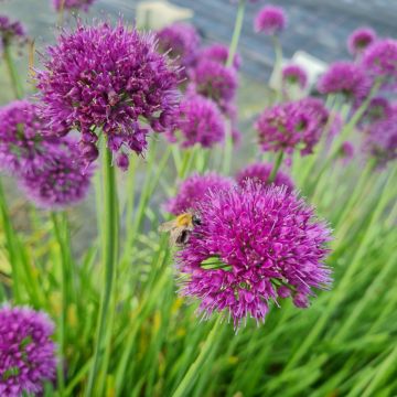 Berglauch (Allium senescens) Lavender Bubbles