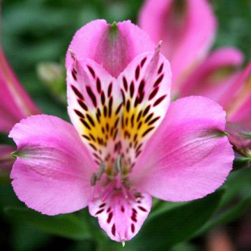 Hohe Inkalilie (Alstroemeria) Duke Charles