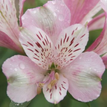 Hohe Inkalilie (Alstroemeria) Duke Francois