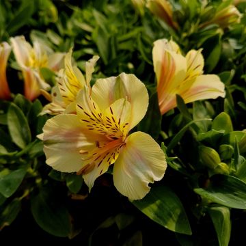 Inkalilie (Alstroemeria) COLORITA Ariane®