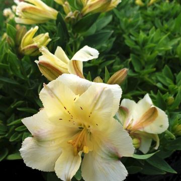 Inkalilie (Alstroemeria) COLORITA Claire®