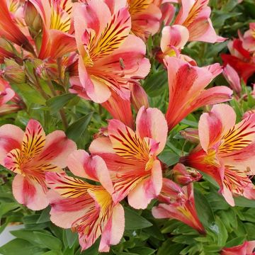 Inkalilie (Alstroemeria) COLORITA Paola®