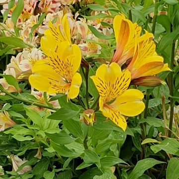 Inkalilie (Alstroemeria) COLORITA Lisa®