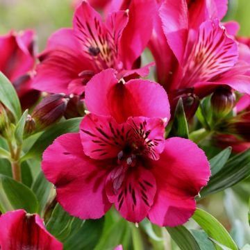 Inkalilie (Alstroemeria) Leonie