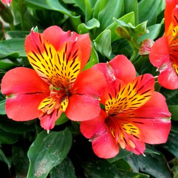 Inkalilie (Alstroemeria) LITTLE MISS Vanessa