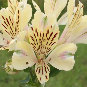 Inkalilie (Alstroemeria) Noah