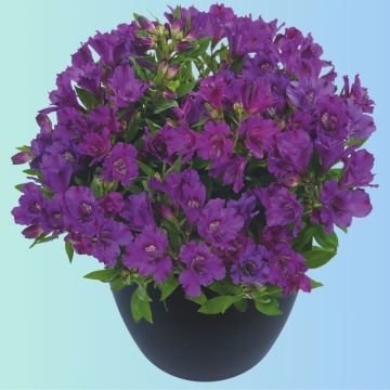 Niedrige Inkalilie (Alstroemeria) INTICANCHA Indigo