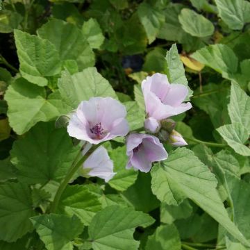 Echter Eibisch (Althaea officinalis) Roseneibisch