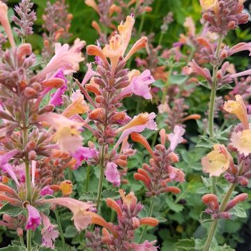 Duftnessel (Agastache) KUDOS Ambrosia