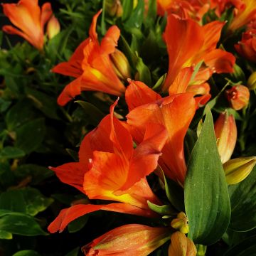 Inkalilie (Alstroemeria) COLORITA Amina®
