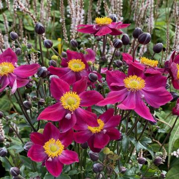 Herbst-Anemone (Anemone japonica) FANTASY Ariel