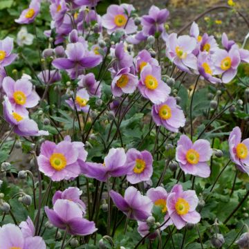 Herbst-Anemone (Anemone japonica) Regal SWAN