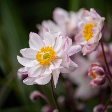 Herbstanemone (Anemone) GARDEN BREEZE Pink Touch