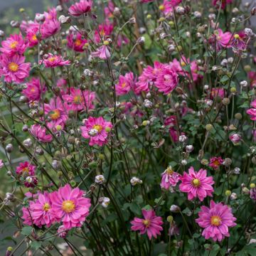 Herbstanemone (Anemone) GARDEN BREEZE Rosy Red