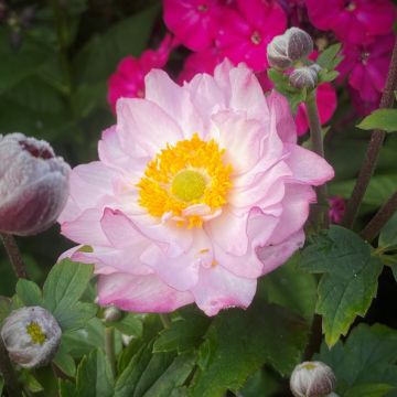 Herbstanemone (Anemone) ROYAL Candy