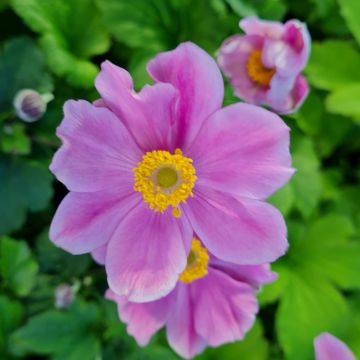 Herbst-Anemone (Anemone hupehensis) Splendens