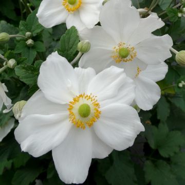 Herbst-Anemone (Anemone japonica) Honorine Jobert