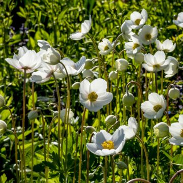 Waldanemone (Anemone sylvestris) Snow White