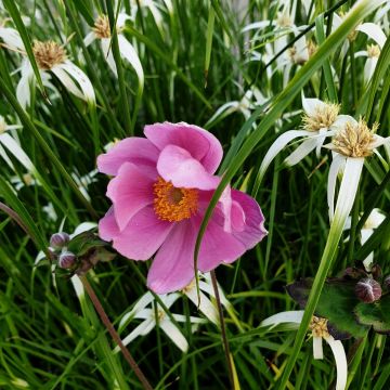 Herbstanemone (Anemone tomentosa) Serenade